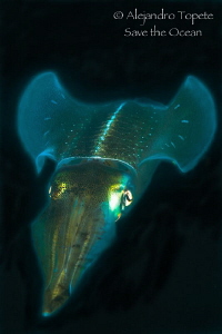 Squid Flow in Black, Veracruz México by Alejandro Topete 
